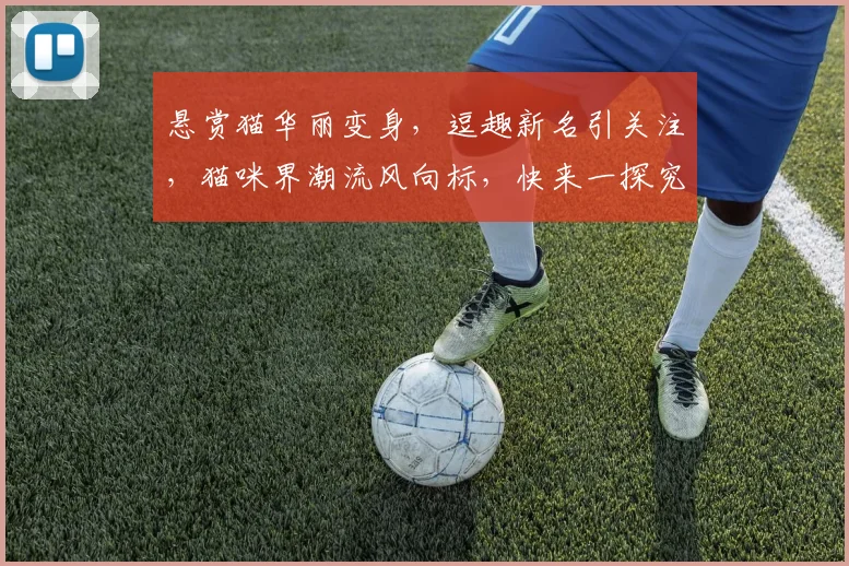 悬赏猫华丽变身，逗趣新名引关注，猫咪界潮流风向标，快来一探究竟